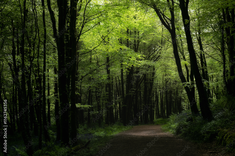Fototapeta premium Lush green forest path surrounded by tall trees during daylight.