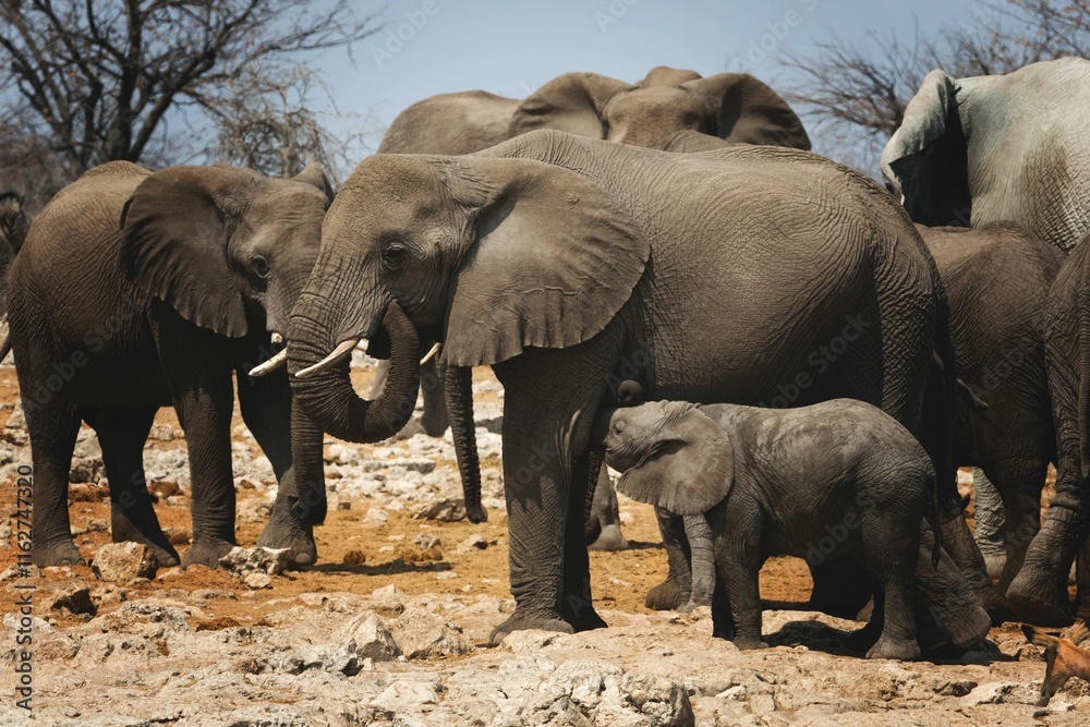 Fototapeta premium Elephant herd with calf on rocky terrain.