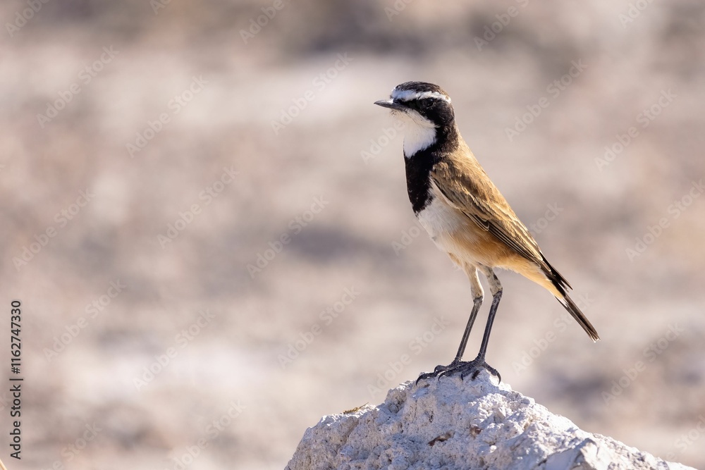 Bird perched on rock in desert landscape. Bird perched on rock in desert landscape.