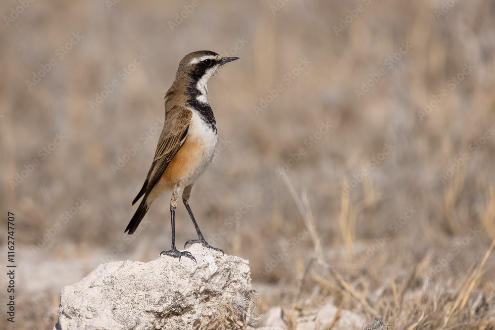 Bird perched on a rock in a dry landscape. Bird perched on a rock in a dry landscape.