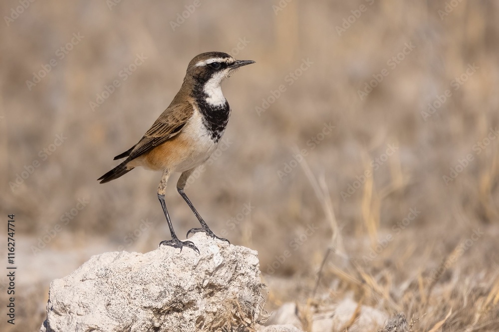 Bird perched on rock in dry landscape Bird perched on rock in dry landscape