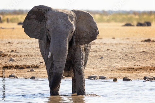 African elephant at a waterhole in the savannah.