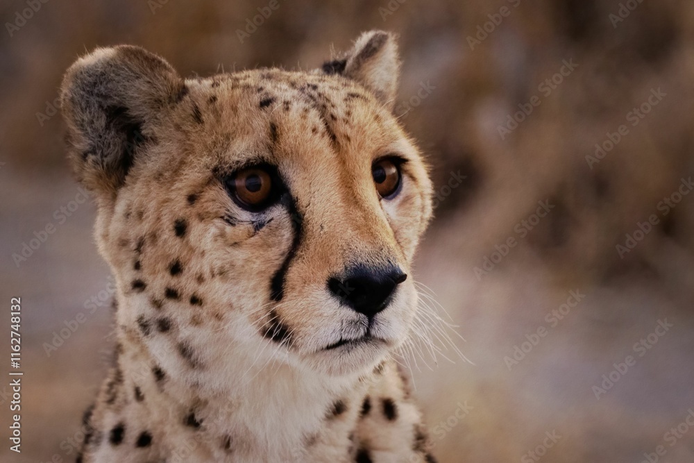 Cheetah Close-Up with Blurred Background Cheetah Close-Up with Blurred Background