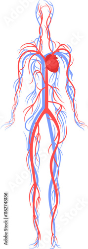 Adult woman cardiovascular anatomy vector illustration