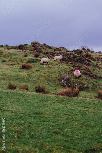 Image of Garrochty's green landscape of sheep grazing overlooking the Isle of Arran, taken near St. Blane's Chapel (Isle of Bute), during Scottish winter photo