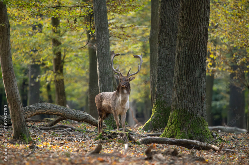 Dama dama and an important period of the year, the female rut. Dama dama and an important period of the year, the female rut.