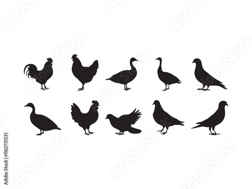 domestic bird vector silhouetee on white background.