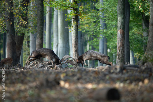 Dama dama and an important period of the year, the female rut.