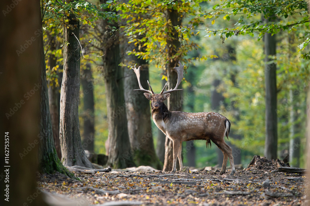 Fototapeta premium Dama dama and an important period of the year, the female rut.