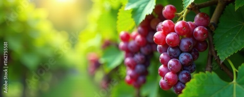 Wallpaper Mural Dense clusters of ripe grapes hanging from a lush green vine, foliage, lush, ripe Torontodigital.ca