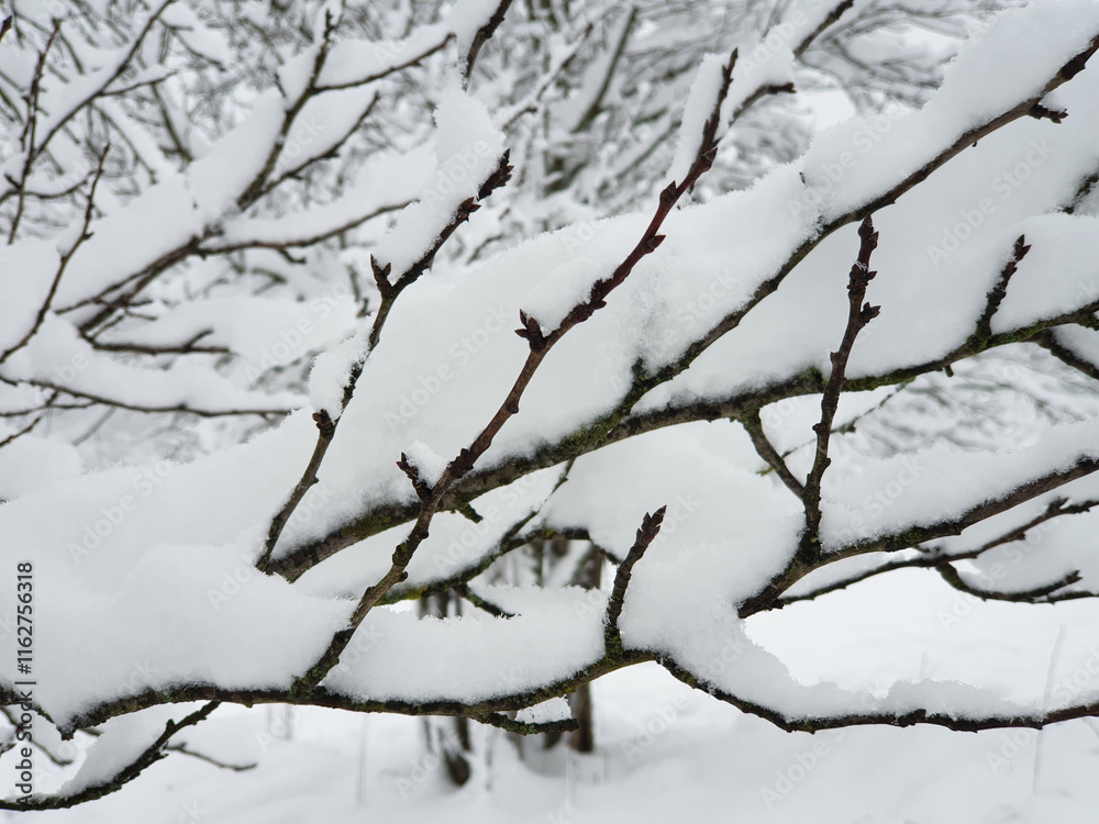 garden under white snow - frozen branches closeup garden under white snow - frozen branches closeup