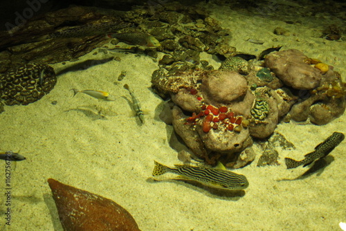 Epinephelus tauvina Reunion next to corals in water, sea, ocean photo