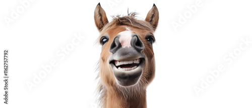 portrait of funny smiling horse head isolated on white