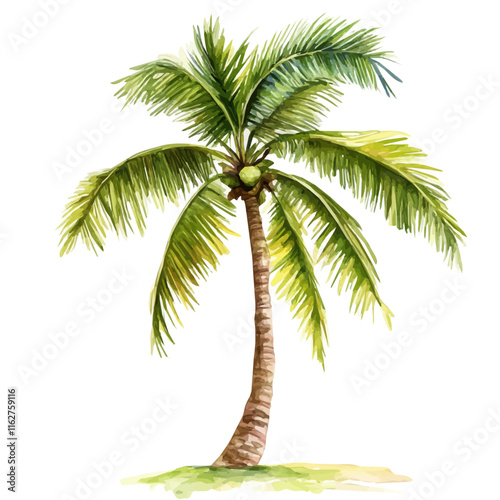 A watercolor painting of a coconut tree, isolated on a white background. Coconut tree vector.

