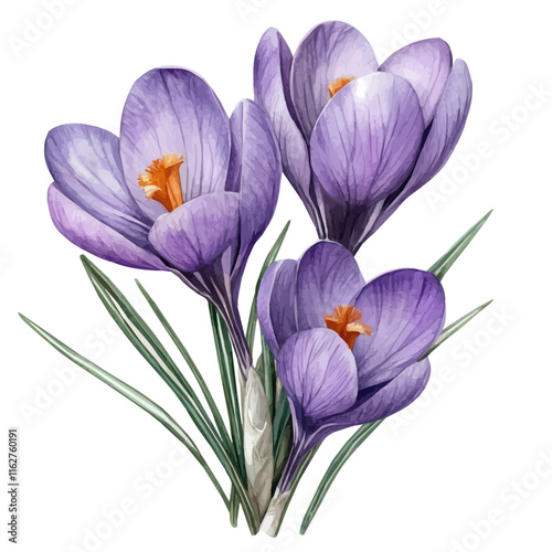 A watercolor painting of a crocus flower, isolated on a white background. Crocus flower vector.

