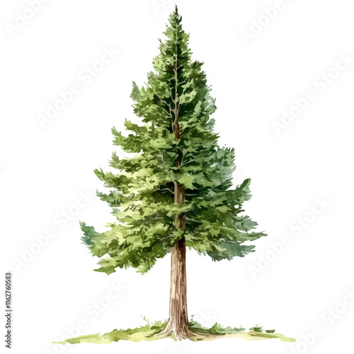 A watercolor drawing of a cypress pine tree, isolated on a white background. Cypress pine tree vector.

