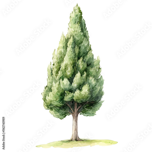 A watercolor vector of a cypress tree, isolated on a white background. Cypress tree vector.

