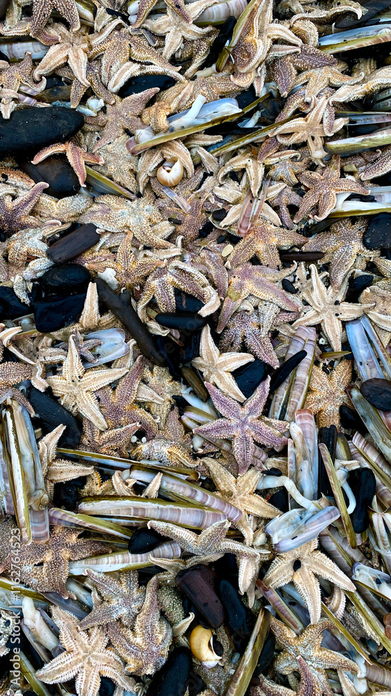 shore North Sea stone sand dead animal storm Scheveningen Netherlands The Hague