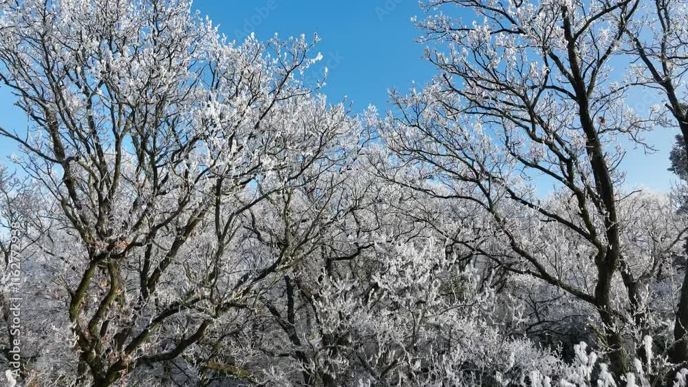 Smooth Crossing of Winter Snowy Oaks Forest. Nature and Outdoor Aerial footage of Winter Landscape with Clear Blue Sky. Smooth Crossing of Winter Snowy Oaks Forest. Nature and Outdoor Aerial footage of Winter Landscape with Clear Blue Sky.