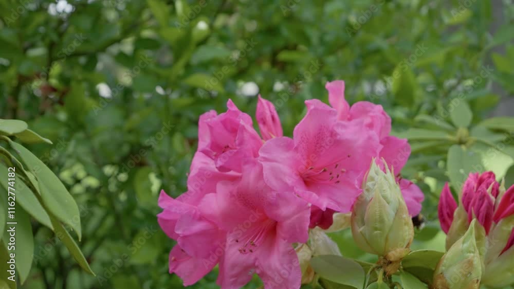 Pink Azaleas, Close-up and macro video of pink red garden roses, Pink Azaleas, Close-up and macro video of pink red garden roses,