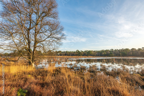 Dutch landscape with heather plants and yellowed purple moor grass at the beginning of the winter season. In the foreground are bare trees on the bank of the water photo