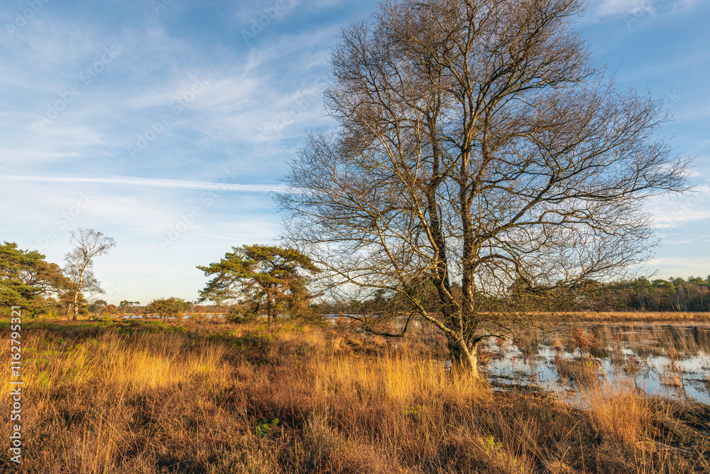 Dutch landscape with heather plants and yellowed purple moor grass at the beginning of the winter season. In the foreground are bare trees on the bank of the water