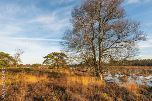 Obraz na płótnie Dutch landscape with heather plants and yellowed purple moor grass at the beginning of the winter season. In the foreground are bare trees on the bank of the water w salonie
