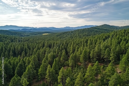 Aerial View of Lush Pine Forest Under Scenic Sky