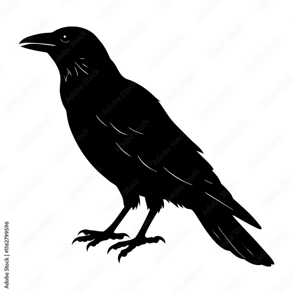 Obraz premium Crow Silhouette vector silhouette