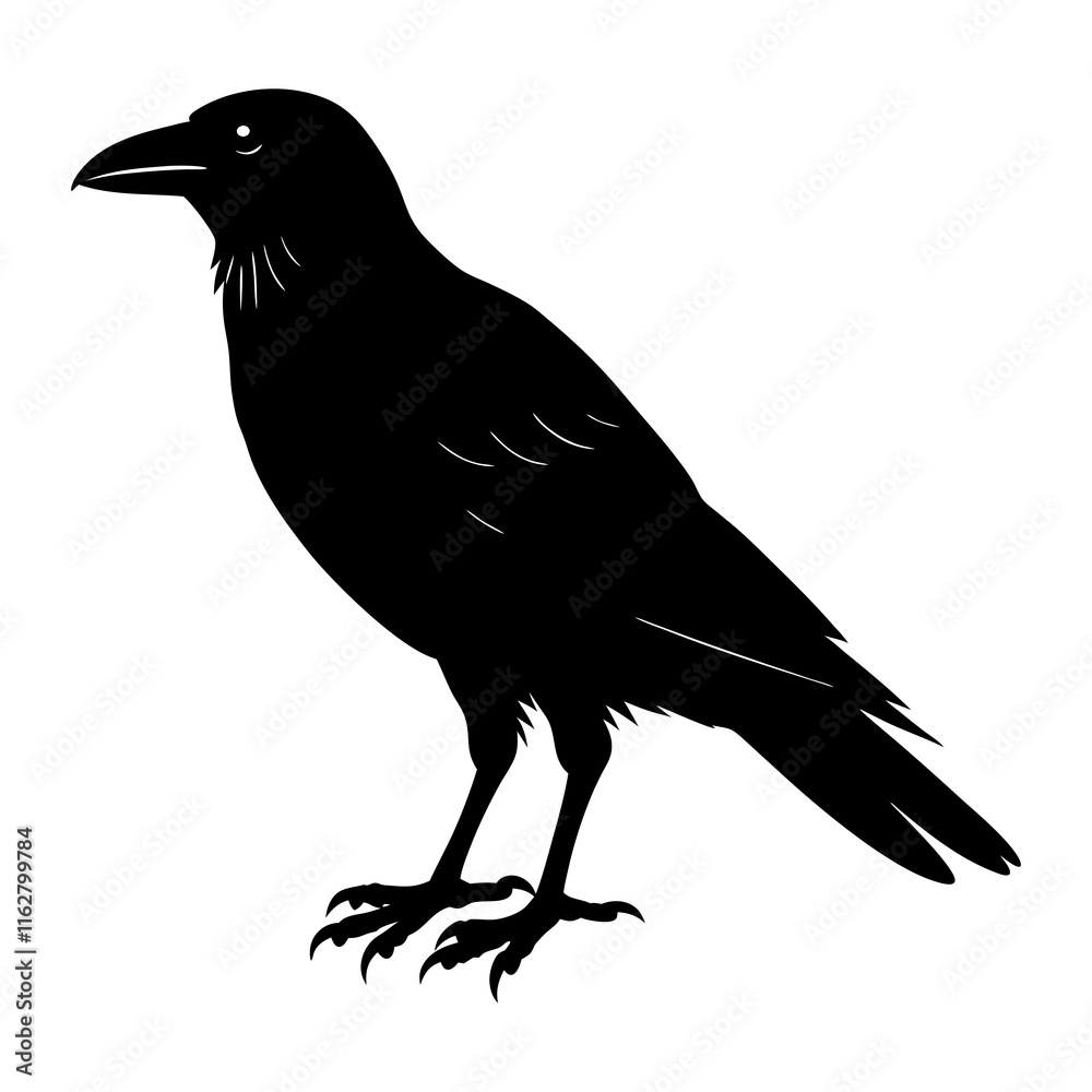 Fototapeta premium Crow Silhouette vector silhouette