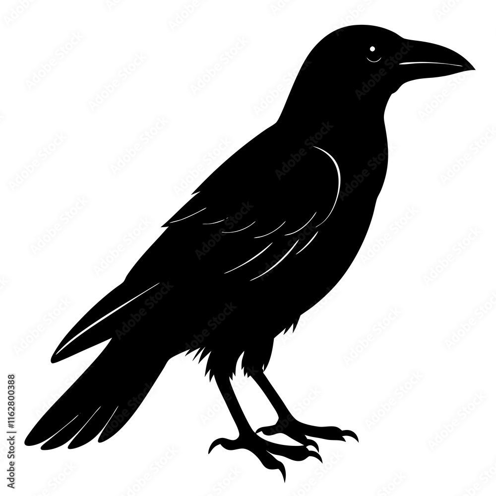 Obraz premium Crow Silhouette vector silhouette