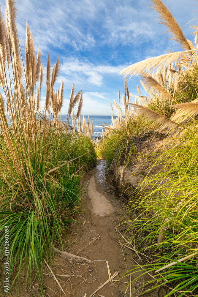 A narrow sandy path leading through tall dune grass to the ocean under a clear blue sky. The vibrant landscape evokes a sense of tranquility and exploration, perfect for beach lovers. A narrow sandy path leading through tall dune grass to the ocean under a clear blue sky. The vibrant landscape evokes a sense of tranquility and exploration, perfect for beach lovers.