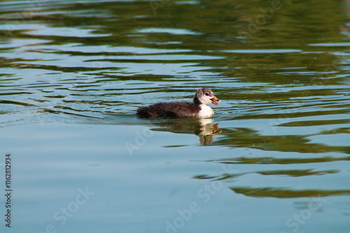 baby coot duck swims in a lake in the reeds