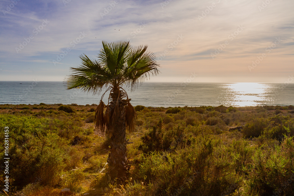 A lone date palm on the Atlantic coast during the golden hour. Morocco A lone date palm on the Atlantic coast during the golden hour. Morocco