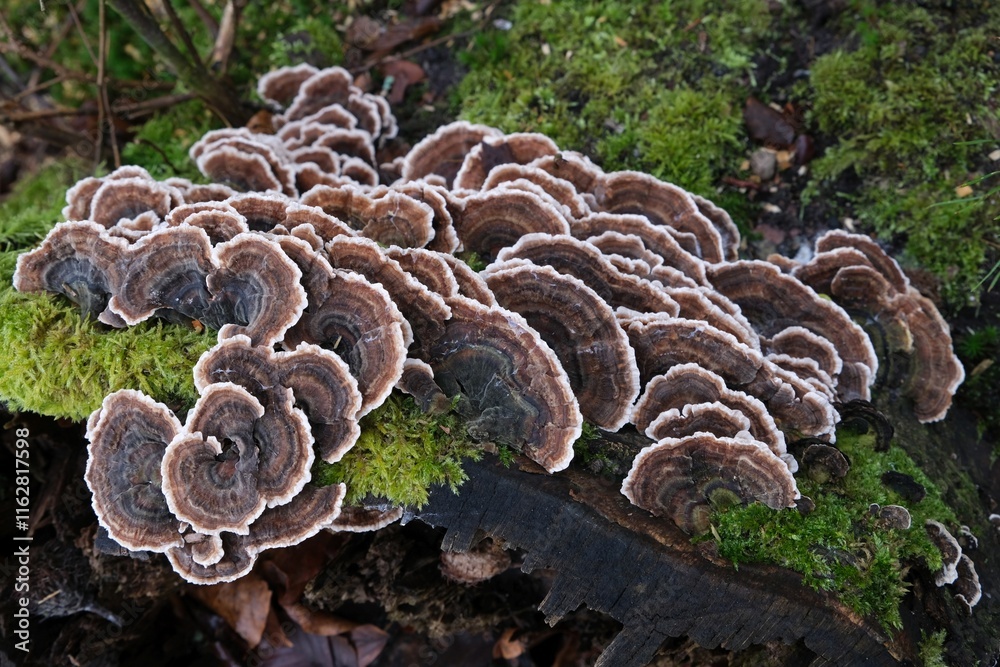 Trametes versicolor - hub, multi-colored mushrooms growing in a large group on a tree stump. It has medicinal properties. In some countries (e.g. China) considered edible