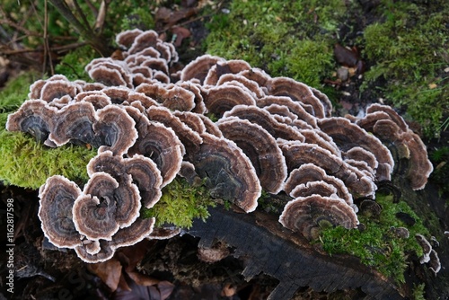 Obraz na płótnie Trametes versicolor - hub, multi-colored mushrooms growing in a large group on a tree stump. It has medicinal properties. In some countries (e.g. China) considered edible w salonie