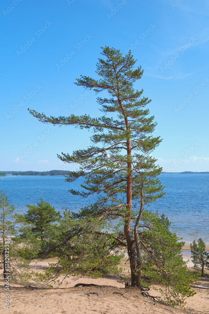 Obraz premium Lappohjanranta coast of the Hanko Peninsula in summer: sand and pine trees.