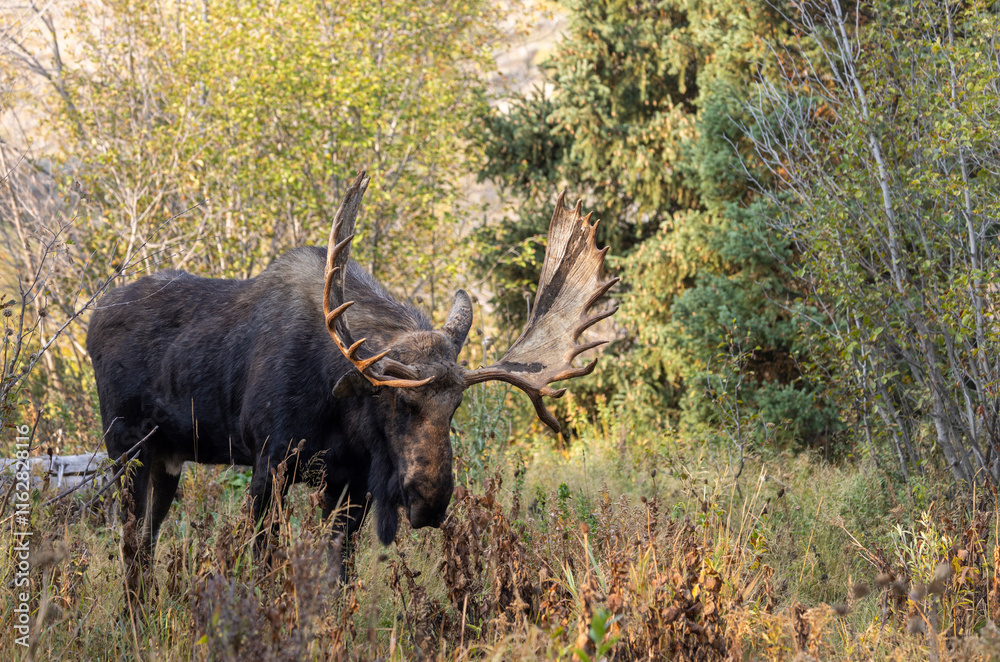 Bull Moose During the Fall Rut in Grand Teton National Park Wyoming Bull Moose During the Fall Rut in Grand Teton National Park Wyoming