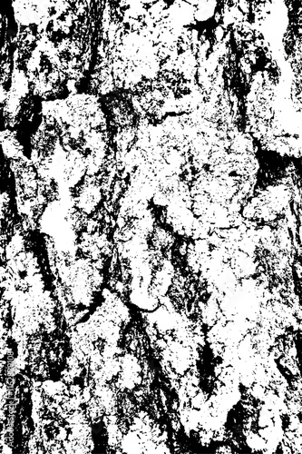 Texture of tree bark with fungus