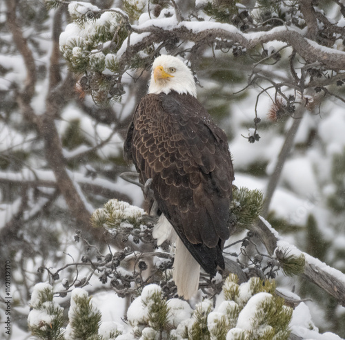 Wallpaper Mural Bald Eagle in Winter Torontodigital.ca