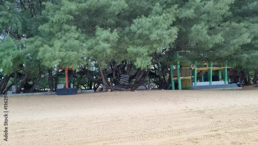 Pine trees on the beautiful beach in the morning. pine trees grow around the beach Pine trees on the beautiful beach in the morning. pine trees grow around the beach