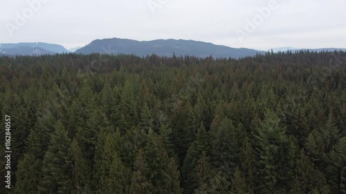 Wallpaper Mural Navigating the beauty of a spruce forest from above on a moody day Torontodigital.ca