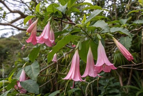 Vibrant chilean bellflower lapageria rosea in bloom amidst lush greenery.
