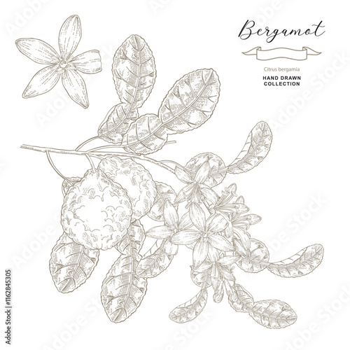 Bergamot vector illustration. Citrus bergamia plant isolated on white. Bergamot fruits and flowers. Hand drawn engraving style. photo