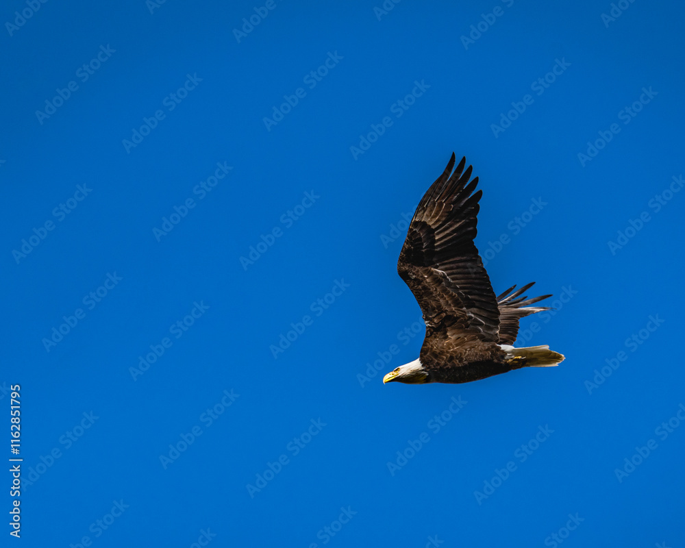 bald eagle in flight with a solid blue background bald eagle in flight with a solid blue background