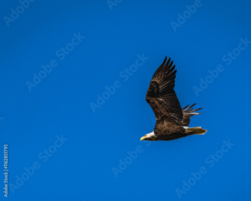 bald eagle in flight with a solid blue background photo