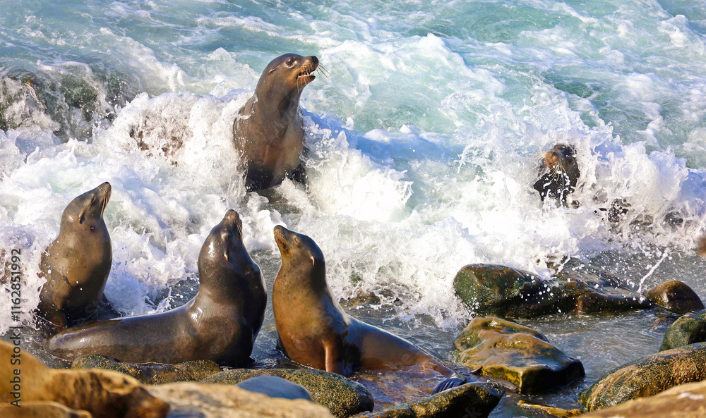 Fototapeta premium San Diego sea lions frolic in the surf at La Jolla, San Diego, California