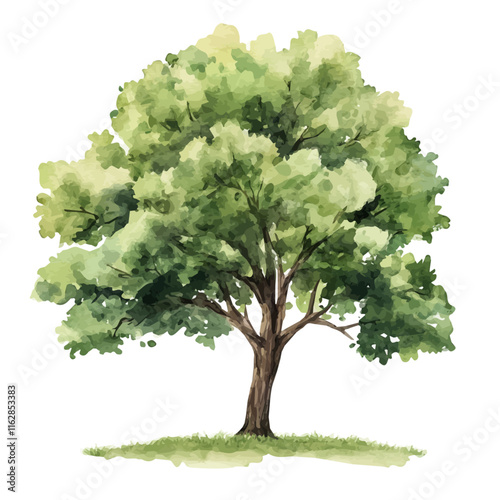 A watercolor drawing of an Elder tree, with its delicate white flowers and dark green leaves, isolated on a white background. Elder tree vector.

