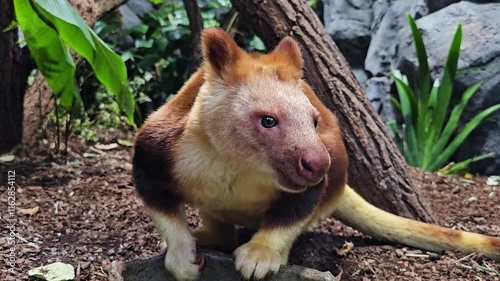 Close up view of a hungry goodfella tree Kangaroo sitting on  the ground and eating veggies photo