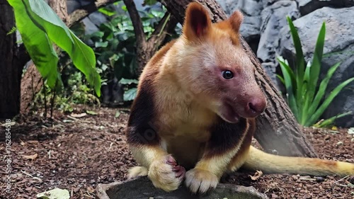 Close up view of a hungry goodfella tree Kangaroo sitting on  the ground and eating veggies photo